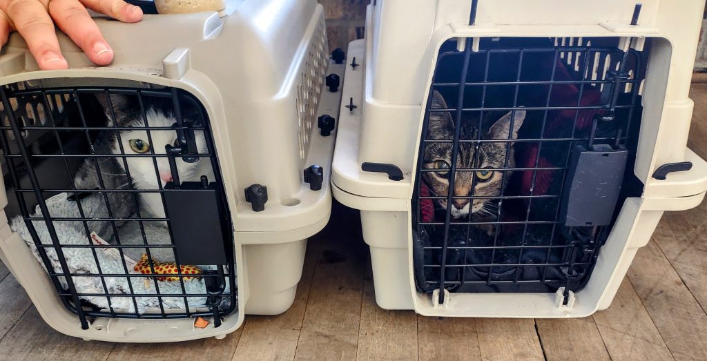 Two cat carriers, each with a cat inside, one white with brown ears and one brown tabby. The carriers are on a wooden floor and a hand is on top of one carrier.