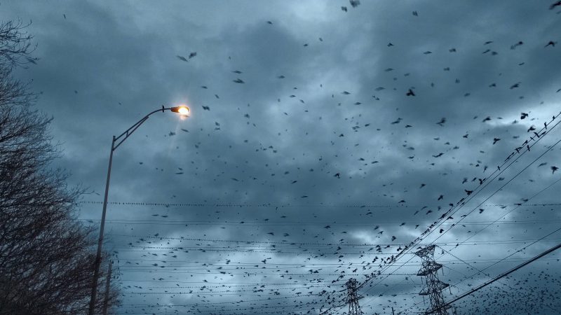 Early evening, stormy blue January sky with hundreds of grackles flying around power lines.