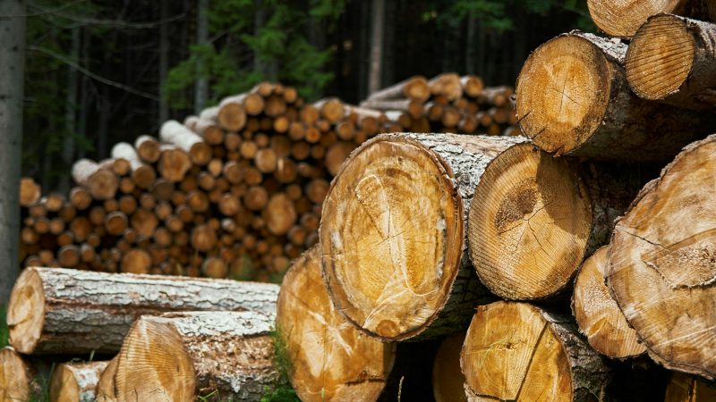 Two stacks of cut logs in a forest.